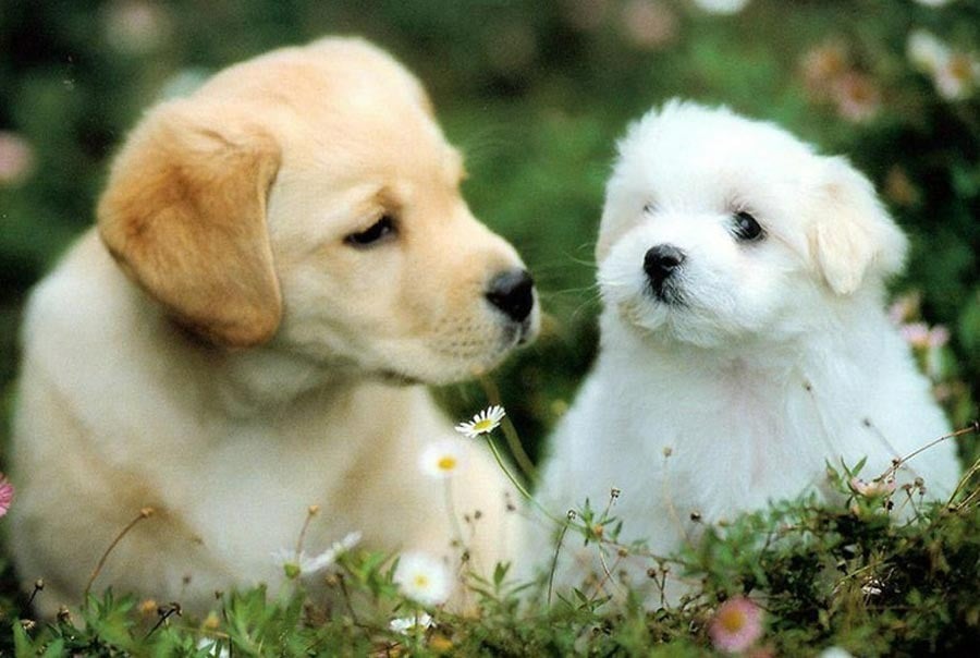 Tuổi Nhâm Tuất 1982 có nhiều cơ hội may mắn về tài lộc trong năm 2026 